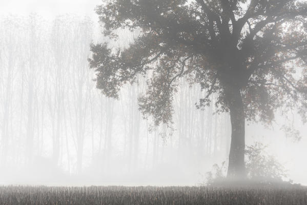Plain Piedmont, Piedmont,Turin, Italy. Sunrise trees in the mist