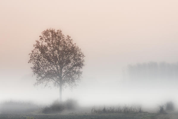 Plain Piedmont, Piedmont,Turin, Italy. Sunrise trees in the mist
