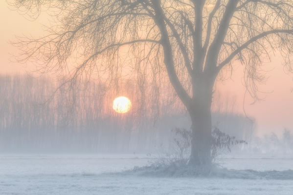 Plain Piedmont, Piedmont,Turin, Italy. Sunrise trees in the mist