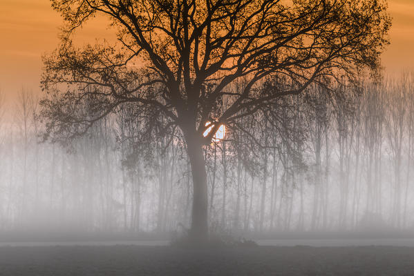 Plain Piedmont, Piedmont,Turin, Italy. Sunrise trees in the mist