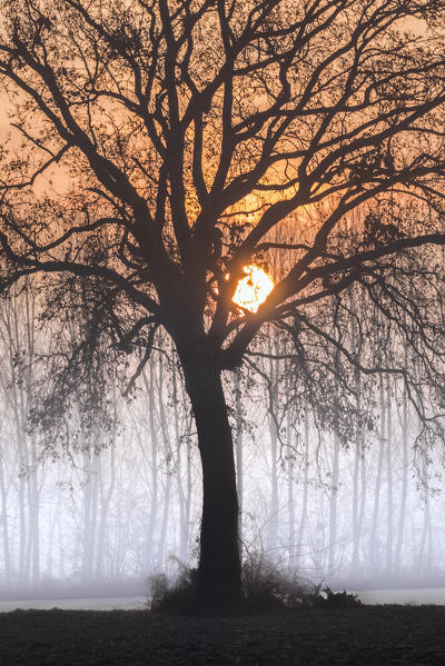 Plain Piedmont, Piedmont,Turin, Italy. Sunrise trees in the mist