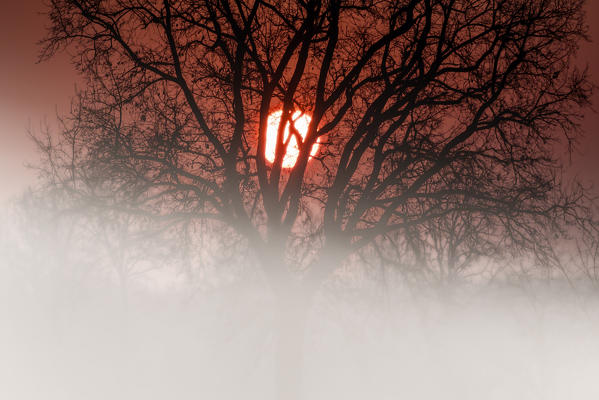 Plain Piedmont, Piedmont,Turin, Italy. Sunrise trees in the mist