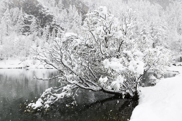 Chisone valley, Piedmont, Italy. snowfall in the chisone valley 
