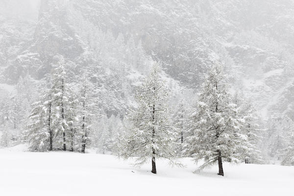 Chisone valley, Piedmont, Italy. snowfall in the chisone valley 