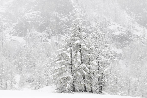 Chisone valley, Piedmont, Italy. snowfall in the chisone valley 
