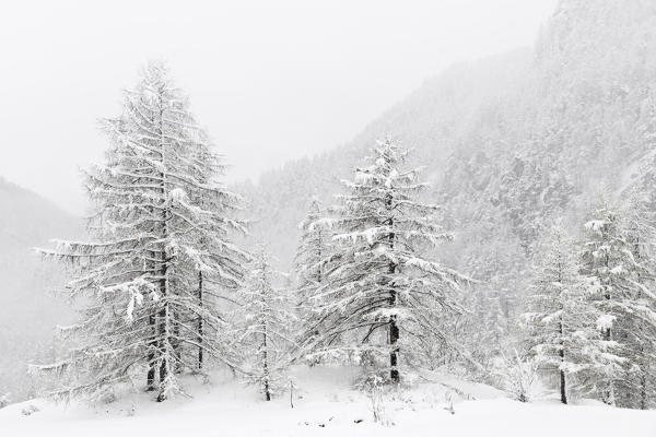Chisone valley, Piedmont, Italy. snowfall in the chisone valley 