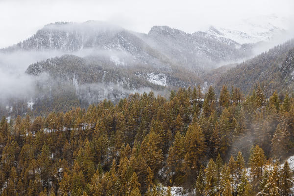 Chisone Valley (Valle Chisone), Turin province, Piedmont, Italy, Europe. Autumn colors with snow