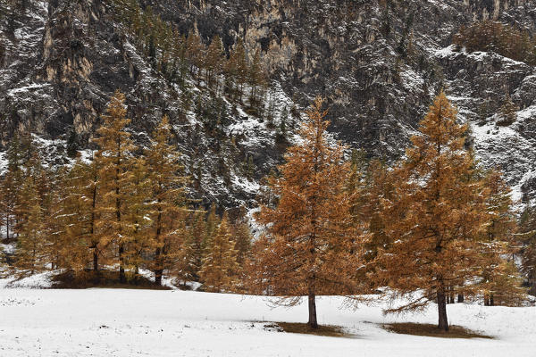 Chisone Valley (Valle Chisone), Turin province, Piedmont, Italy, Europe. Autumn colors with snow