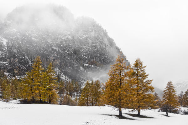Chisone Valley (Valle Chisone), Turin province, Piedmont, Italy, Europe. Autumn colors with snow