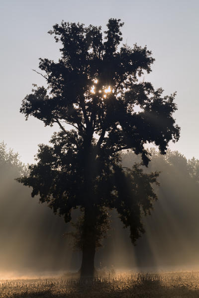 Turin province, Piedmont,Italy, Europe. Magic sunrise in the Piedmont plain