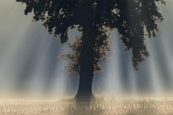 Turin province, Piedmont,Italy, Europe. Magic sunrise in the Piedmont plain