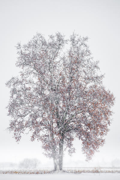 Plain Piedmont,Turin district, Piedmont, Italy.Winter tree in the Piedmont plain