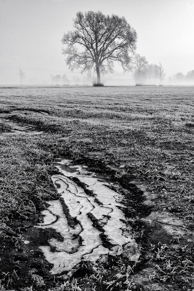 Piedmont Plain,Turin district, Piedmont, Italy.Winter air frost in the Piedmont plain
