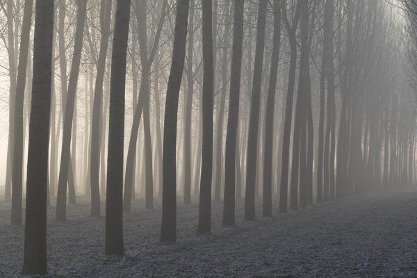 Piedmont Plain,Turin district, Piedmont, Italy.Winter air frost in the Piedmont plain
