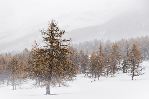 Orsiera Rocciavre Park, Chisone Valley, Turin district, Piedmont, Italy. Winter larch
