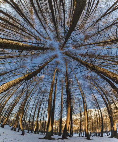 Orsiera Rocciavre Park, Chisone Valley, Turin district, Piedmont, Italy. Winter larches