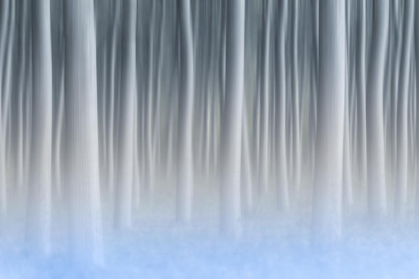 Plain Piedmont,Turin district, Piedmont, Italy.Abstract poplars in the piedmont plain