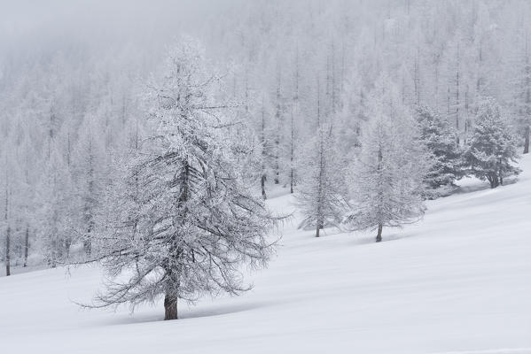 
Orsiera Rocciavre Park, Chisone Valley,Turin, Piedmont, Italy. Winter Orsiera Rocciavre Park 