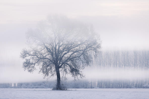 Plain Piedmont,Turin district, Piedmont, Italy.Winter tree in the Piedmont plain