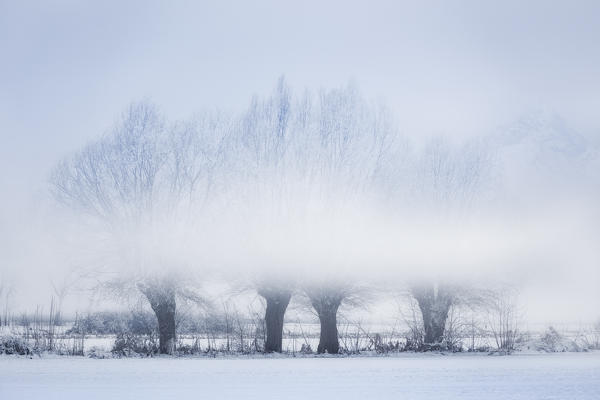 Plain Piedmont,Turin district, Piedmont, Italy.Winter tree in the Piedmont plain