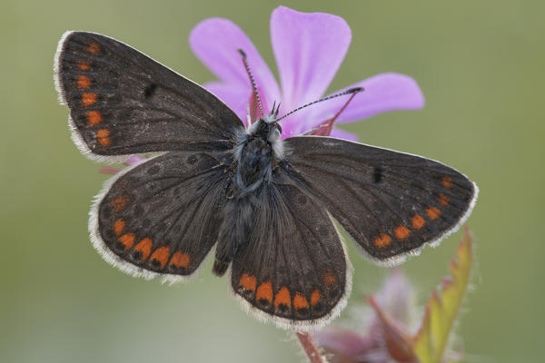 Butterfly, Aricia agestis, Liguria, Vobbia, Italy
