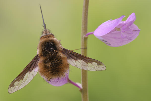 Bombylius major, Casareggio, Liguria, Italy