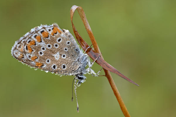 Polyommatus bellargus, Piedmont, Italy