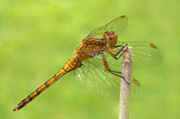 Orthetrum coerulescens, salata, Piedmont, Italy