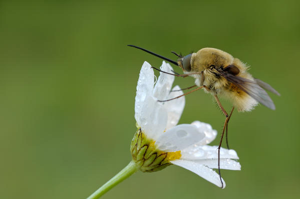 Bombylius major, Casareggio, Liguria, Italy