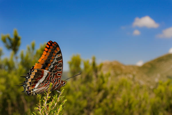 Charaxes jasius, Liguria, Bogliasco, Italy