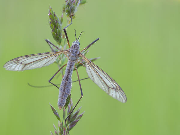 Tipula, Casareggio, Liguria, Italy