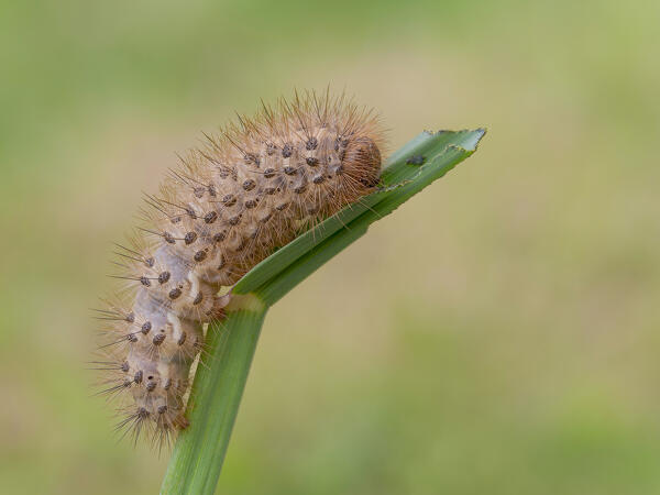 Cymbalophora, Caterpillar, Casareggio, Liguria, Italy