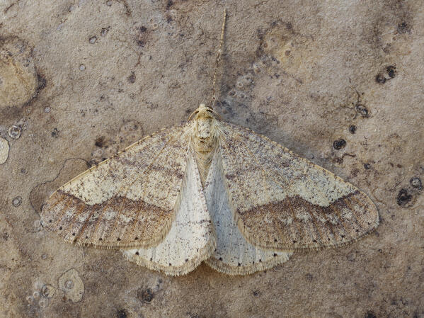 Agriopis marginaria, Butterfly, Vobbia, Liguria, Italy