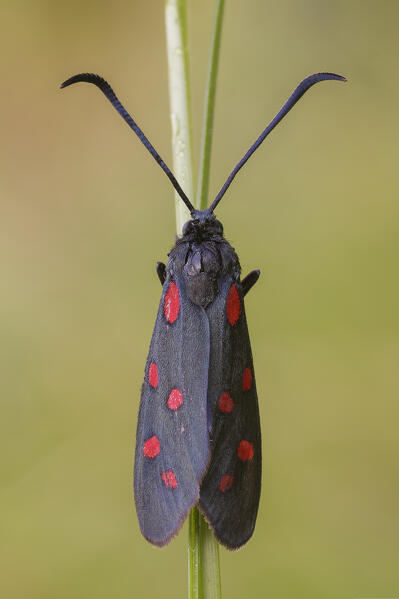 Zygaena, Butterfly, Salata, Liguria, Italy