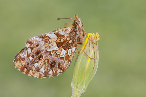 Butterfly on flower, Bolora dia, Liguria, Italy