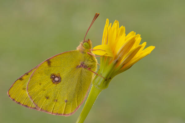 Butterfly on flower, Colias croceus, Liguria, Italy