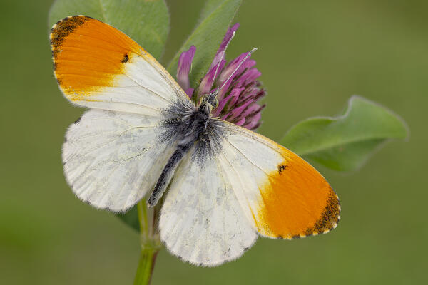 Anthocharis cardamines, Butterfly, Liguria, Vobbia, Genoa, Italy