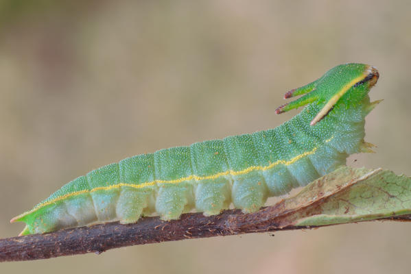 Charaxes jasius, Liguria, Bogliasco, Italy