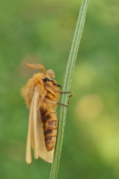 Lemonia taraxaci, Casareggio, Liguria, Italy