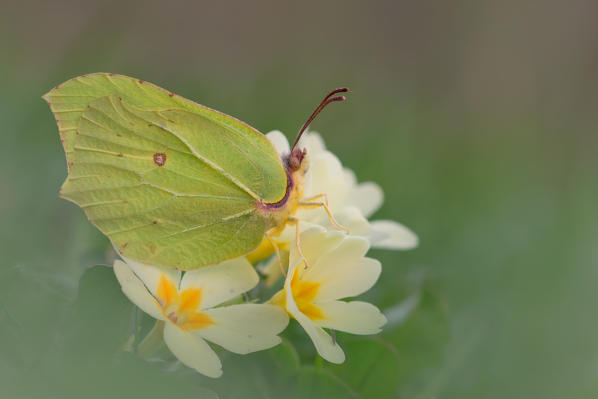 Gonepteryx rhamni, Vobbia, Liguria