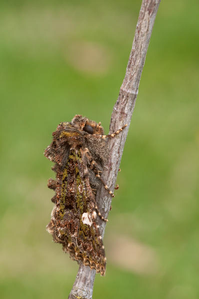 Valeria oleagina, Casareggio, Liguria, Italy