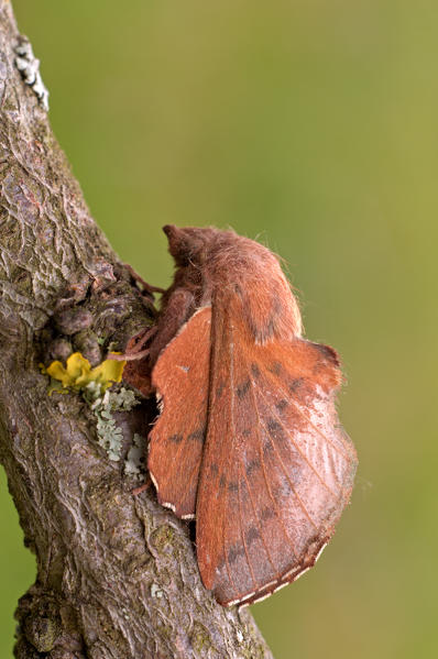 Phyllodesma tremulifolia, Liguria, Italy
