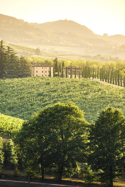 Vineyards on the hills near Castelvetro, Modena Province, Emilia Romagna, Italy.