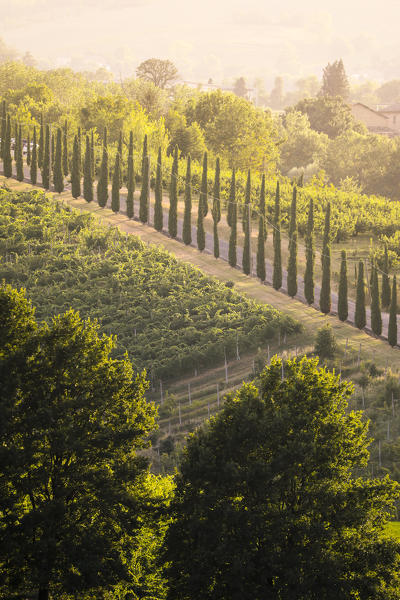 Vineyards on the hills near Castelvetro, Modena Province, Emilia Romagna, Italy.