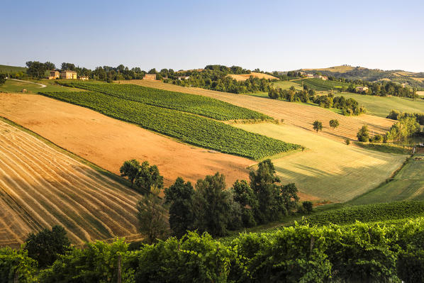 Vineyards on the hills near Castelvetro, Modena Province, Emilia Romagna, Italy.