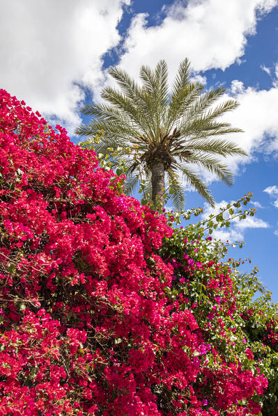 Bouganville tree in Seville, Andalucia, Spain