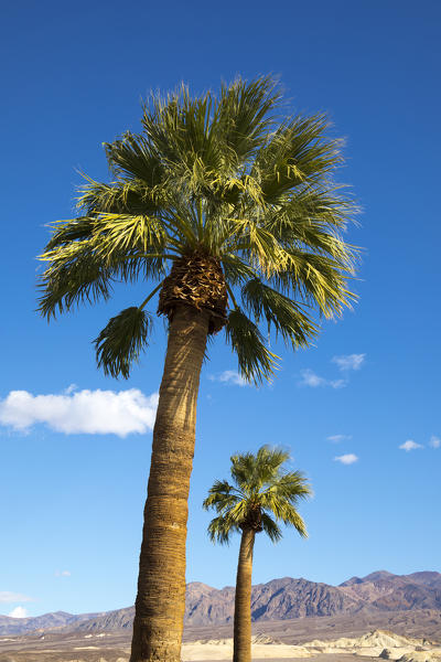 Palm trees, Death Valley National Park, California, USA