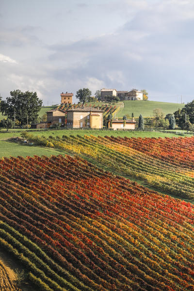 Castelvetro vineyards, Modena province, Emilia Romagna., Italy