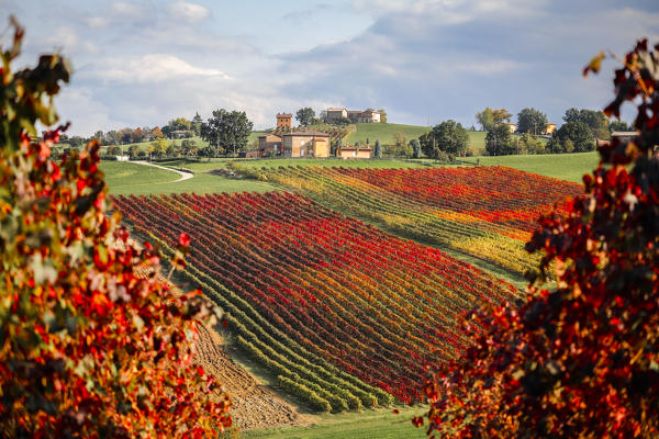 Castelvetro vineyards, Modena province, Emilia Romagna., Italy