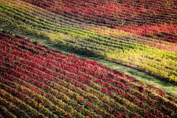 Castelvetro vineyards, Modena province, Emilia Romagna., Italy